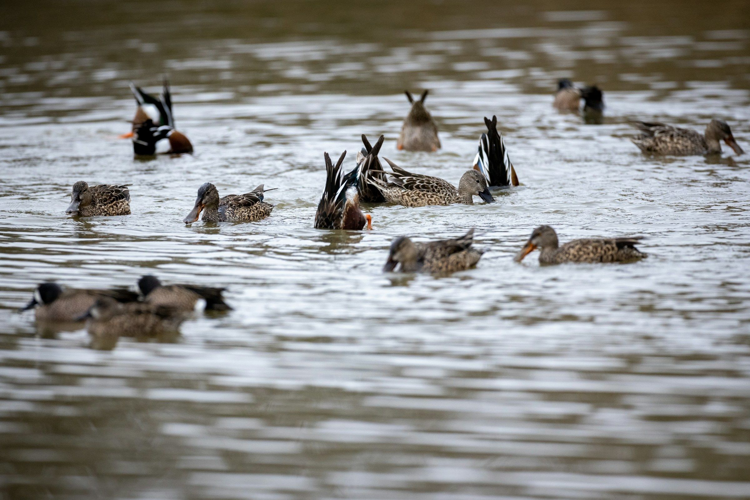 Apartments at Palladian Place in Durham, NC with nearby parks with swimming ducks