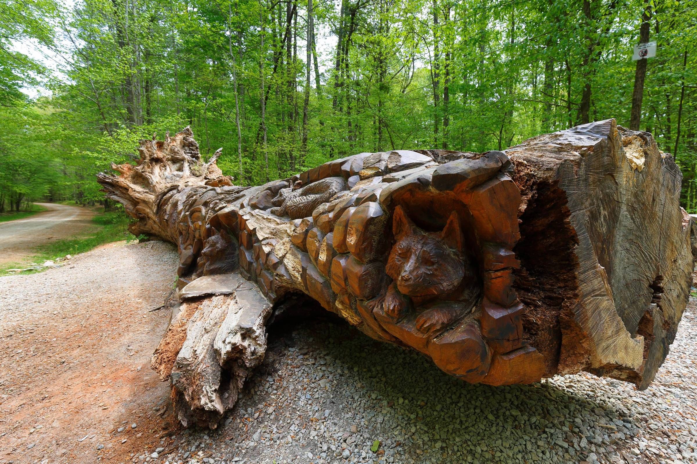 Apartments at Palladian Place in Durham, NC near William B. Umstead State Park with chain saw art on a fallen oak tree