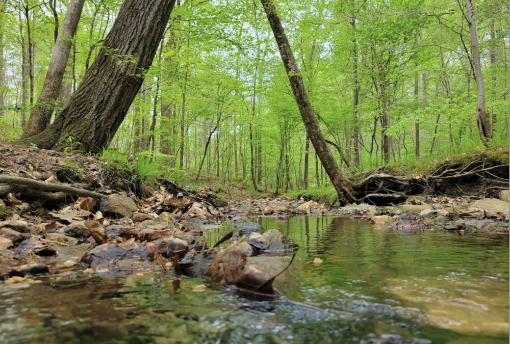 Apartments at Palladian Place in Durham, NC with nearby nature, forests, and walking trails with flowing creeks