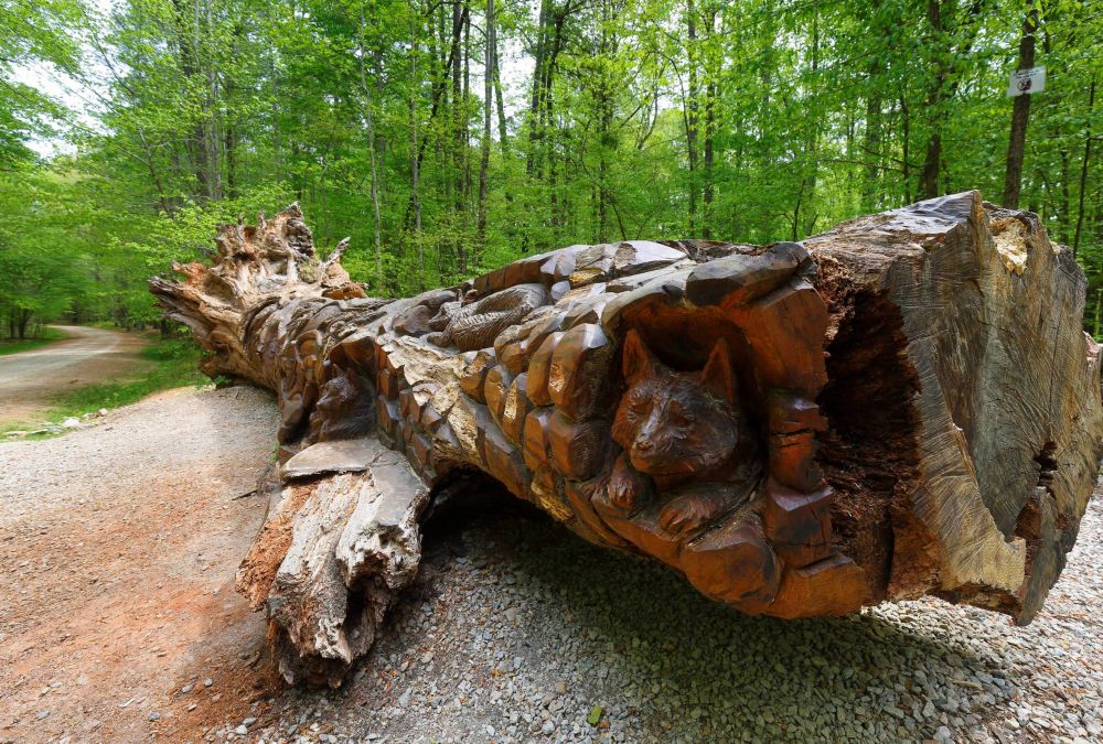 Apartments at Palladian Place in Durham, NC near William B. Umstead State Park with chain saw art on a fallen oak tree
