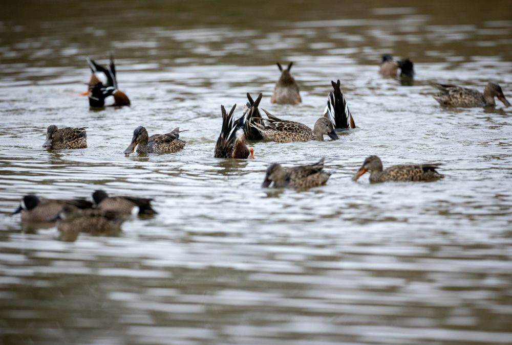 Apartments at Palladian Place in Durham, NC with nearby parks with swimming ducks